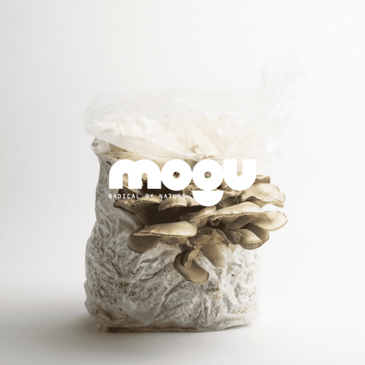 mogu-merken-akoestiekspecialist Een sfeerafbeelding van Mogu op Akoestiekspecialist.